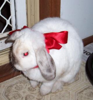 easterbunny2.jpg